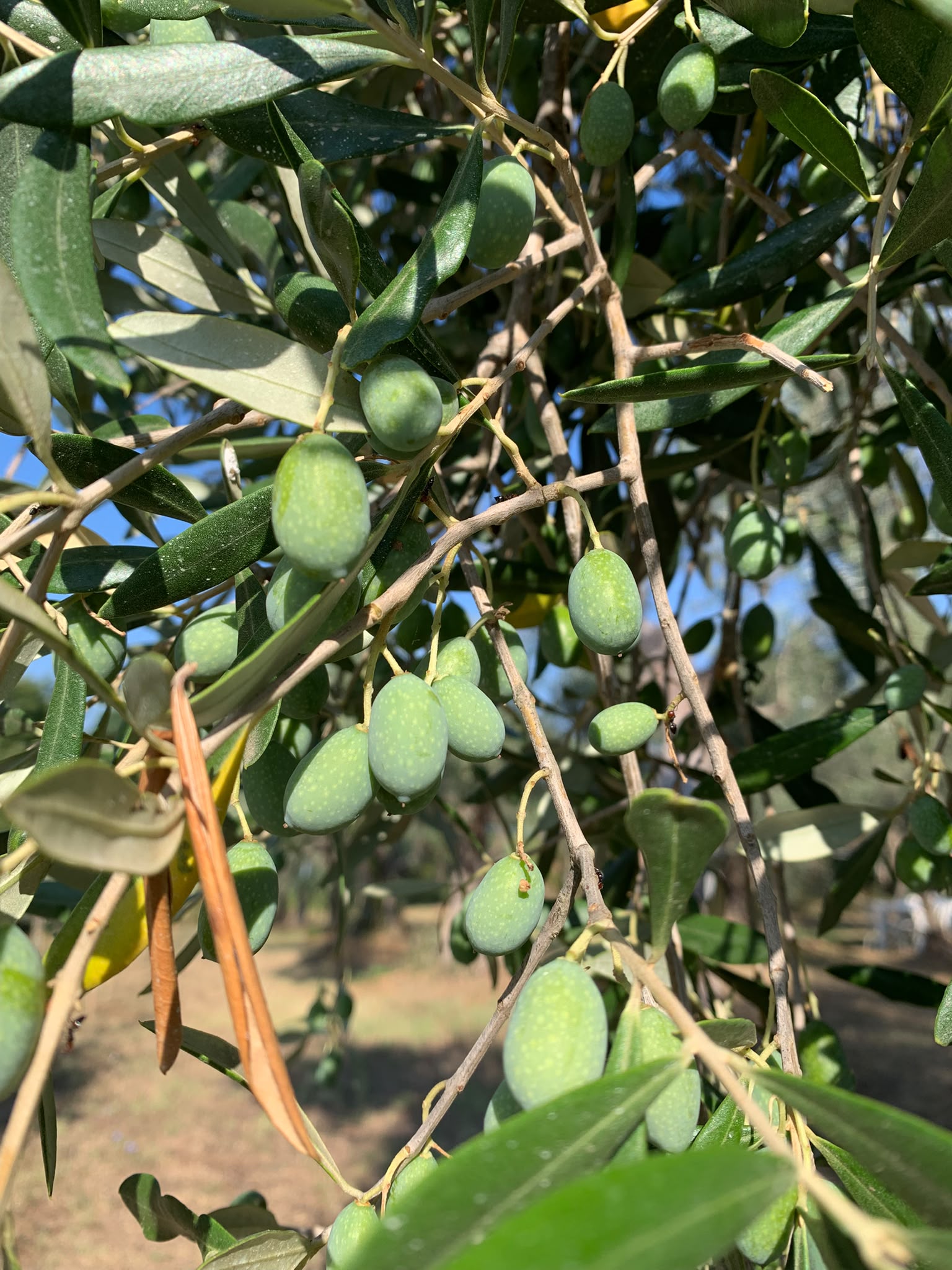 Green olives ripening at Tenuta di Vallitri