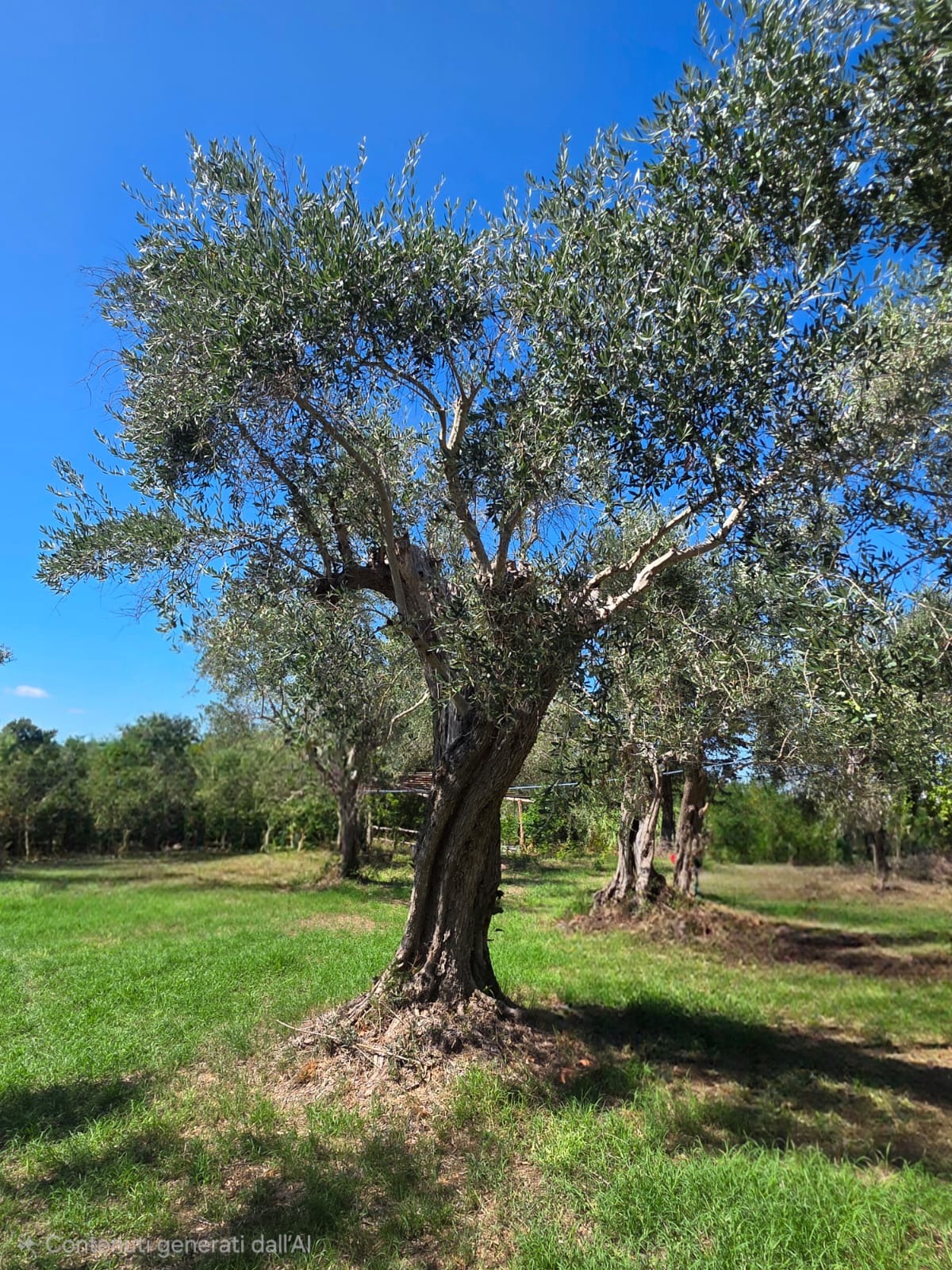 One of the estate’s centuries-old olive trees