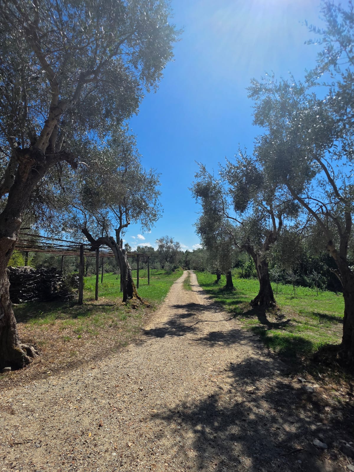 Il viale degli olivi della Tenuta di Vallitri